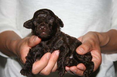 トイプードルブラウン（チョコレート色）の子犬オス、生後2週間画像