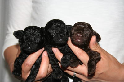 トイプードルブラック(黒色)ブラウン（チョコレート色）の子犬オス3頭、生後2週間画像