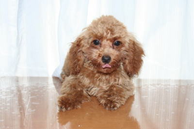 トイプードルレッドの子犬メス、生後４ヵ月半画像