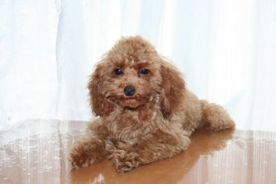 トイプードルレッドの子犬メス、生後４ヵ月半画像