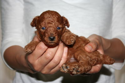 トイプードルレッドの子犬meス、生後3週間画像