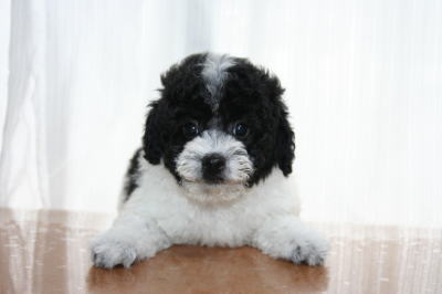 トイプードル白黒パーティーカラー（ホワイト＆ブラック）の子犬オス、生後50日画像