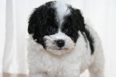 トイプードル白黒パーティーカラー（ホワイト＆ブラック）の子犬オス、生後50日画像