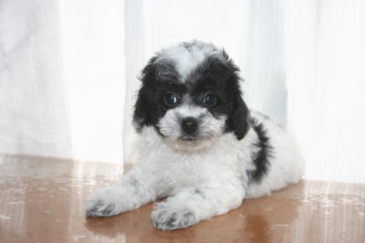 トイプードル白黒パーティーカラー（ホワイト＆ブラック）の子犬メス、生後50日画像