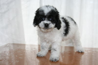 トイプードル白黒パーティーカラー（ホワイト＆ブラック）の子犬メス、生後50日画像