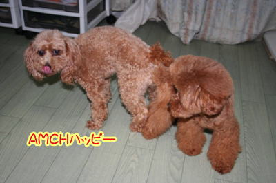 トイプードルレッド犬の交配AMCHハッピー画像