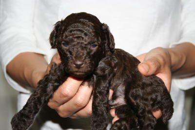 トイプードルブラウン(チョコレート色)の子犬オス、生後3週間画像