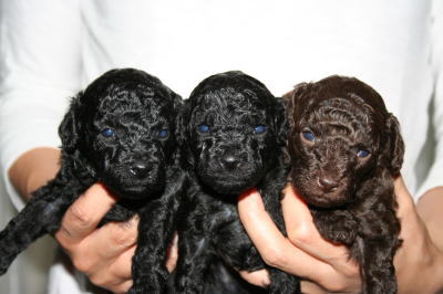 トイプードルブラック(黒色)ブラウン(チョコレート色)の子犬オス、生後3週間画像