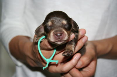 ミニチュアダックスチョコクリームの子犬オス、生後1週間画像