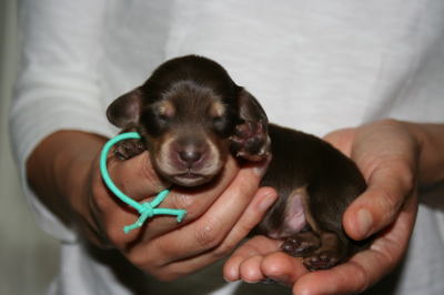 ミニチュアダックスチョコクリームの子犬オス、生後1週間画像
