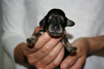 ミニチュアダックスブラッククリームの子犬オス画像、生後1週間