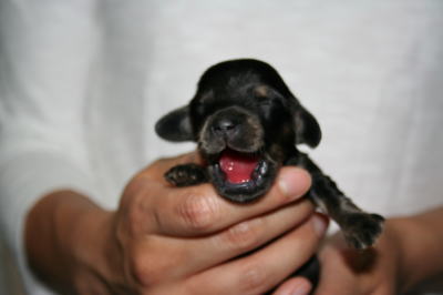 ミニチュアダックスブラッククリームの子犬メス画像、生後1週間