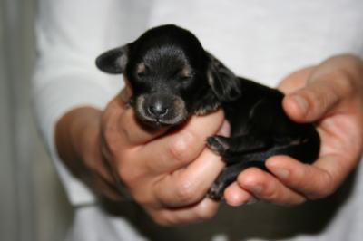 ミニチュアダックスブラッククリームの子犬メス画像、生後1週間