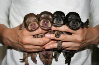 ミニチュアダックスチョコクリームとブラッククリームの子犬オスメス、生後1週間画像