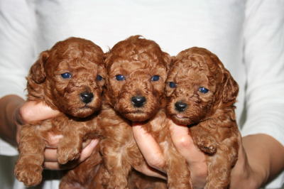 トイプードルレッドの子犬オス2頭メス1頭、生後4週間画像
