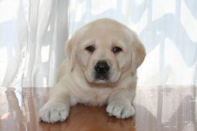 ラブラドールイエロー（クリーム色）の子犬オス、生後45日画像