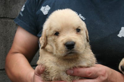 ゴールデンレトリバーの子犬オス、生後3週間画像