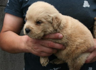 ゴールデンレトリバーの子犬オス、生後3週間画像