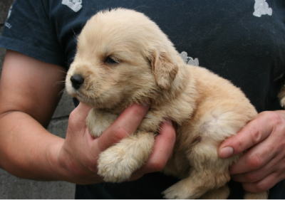 ゴールデンレトリバーの子犬メス、生後3週間画像