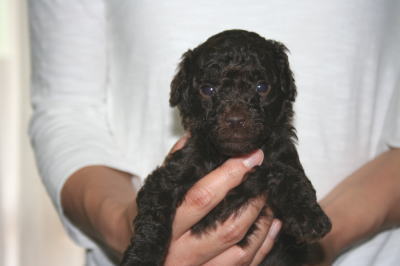 トイプードルブラウン(チョコレート色)の子犬オス、生後4週間画像