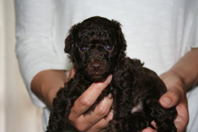トイプードルブラウン(チョコレート色)の子犬オス、生後4週間画像