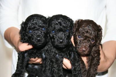 トイプードルブラックとブラウンの子犬、生後4週間画像