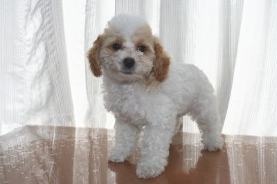 トイプードルホワイト＆レッドパーティーカラーの子犬オス、生後2ヶ月画像