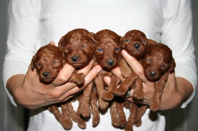 トイプードルレッドの子犬オス2頭メス3頭、生後2週間画像