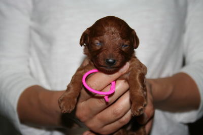 トイプードルレッドの子犬メス、生後2週間