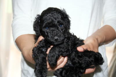 トイプードルブラック(黒色)の子犬オス、生後5週間画像