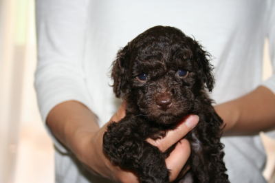 トイプードルブラウン(チョコレート色)の子犬オス、生後5週間画像