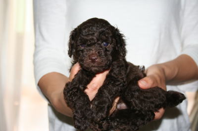 トイプードルブラウン(チョコレート色)の子犬オス、生後5週間画像