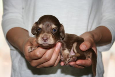 ミニチュアダックスチョコクリームの子犬オス、生後3週間画像