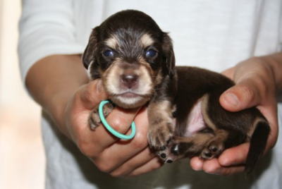 ミニチュアダックスチョコクリームの子犬オス、生後3週間画像