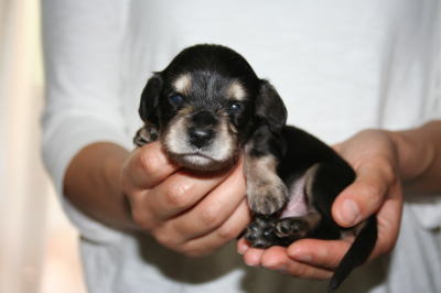 ミニチュアダックスブラッククリームの子犬オス、生後3週間画像