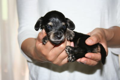 ミニチュアダックスブラッククリームの子犬メス、生後3週間画像