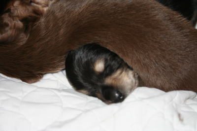 ミニチュアダックスチョコクリームブラッククリームの子犬オスメス、生後3週間画像