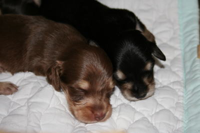 ミニチュアダックスチョコクリームブラッククリームの子犬オスメス、生後3週間画像