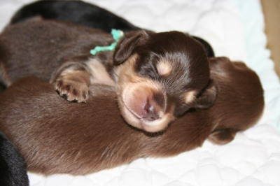 ミニチュアダックスチョコクリームの子犬、生後3週間画像