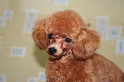 ティーカッププードルレッド犬の画像