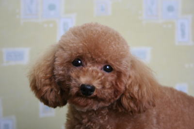 ティーカッププードルレッド犬の画像