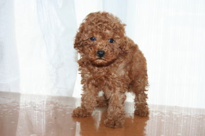 トイプードルレッドの子犬オス、生後6週画像