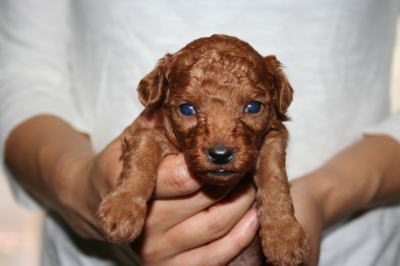 トイプードルレッドの子犬オス、生後3週間画像