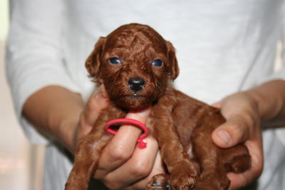 トイプードルレッドの子犬メス、生後3週間画像