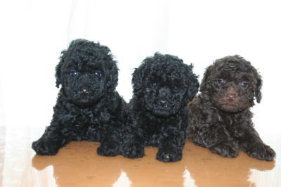 トイプードルブラック(黒色)ブラウンの子犬オス、生後6週間画像