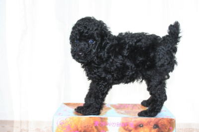 トイプードルブラック(黒色)の子犬オス、生後6週間画像