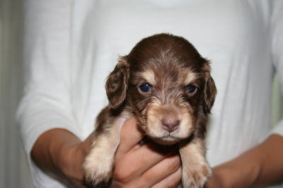 ミニチュアダックスチョコクリーム子犬オス、生後1ヶ月画像