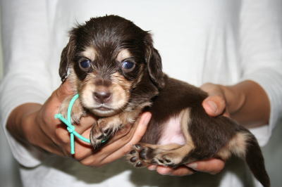 ミニチュアダックスチョコクリーム子犬オス、生後1ヶ月画像