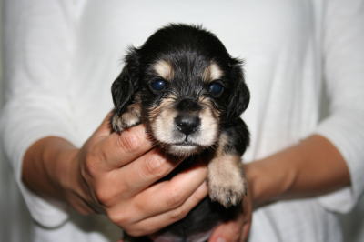 ミニチュアダックスブラッククリーム子犬オス、生後1ヶ月画像