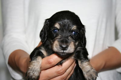 ミニチュアダックスブラッククリーム子犬メス、生後1ヶ月画像
